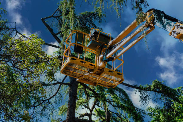 How Our Tree Care Process Works  in  Bastrop, TX